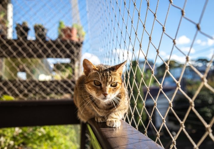 A tabby cat sitting on a balcony ledge, protected by a white polyamide safety net in sunlight.