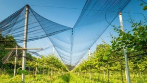 Redes agrícolas de proteção instaladas numa cultura ao ar livre para proteção de culturas agrícolas.