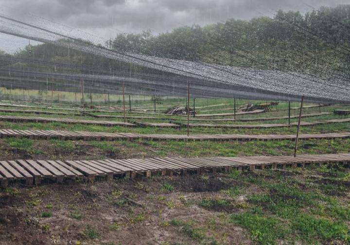 Agricultural crops exposed to wind and adverse weather conditions protected by agricultural netting, demonstrating effective agricultural protection systems.