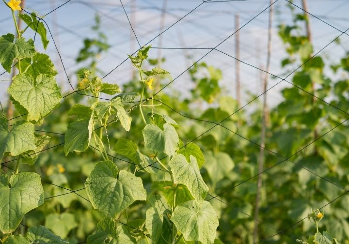 Plantas verdes em cultura protegida por redes para agricultura com proteção UV, demonstrando aumento do rendimento agrícola sob luz solar controlada.