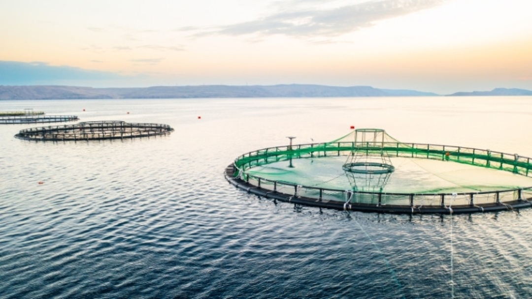 Tanque-rede de aquicultura com rede antipredador verde instalada para proteger a criação de peixe.