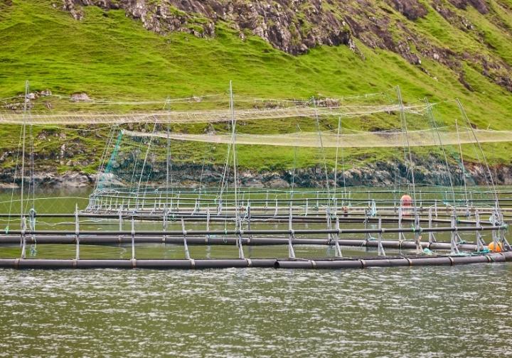 Estruturas de aquicultura na água com redes de proteção, com uma encosta de montanha verde e rochosa de fundo.