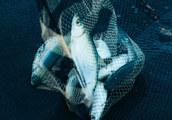 Rede de pesca com peixes capturados em águas profundas, destacando a textura e os detalhes da rede de pesca e dos peixes.