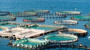 Aquaculture infrastructure with several floating, circular, and rectangular fish cages, installed at sea.