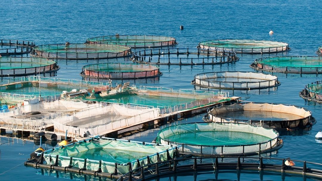 Aquaculture infrastructure with several floating, circular, and rectangular fish cages, installed at sea.