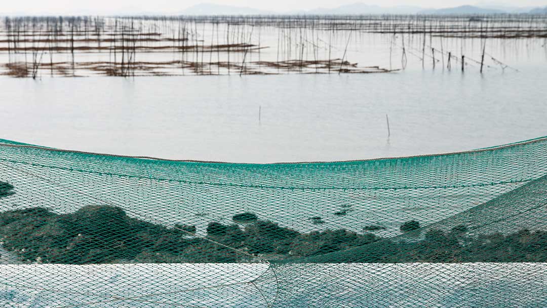 Vista de uma zona costeira rasa com rochas cobertas de algas, num ambiente marinho ou estuarino, onde a rede verde está posicionada pronta para ser instalada para cultivo marinho.