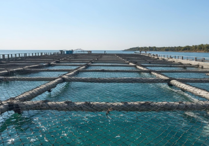 Instalação de aquicultura com tanques-rede em águas costeiras, junto ao mar, sob céu limpo.